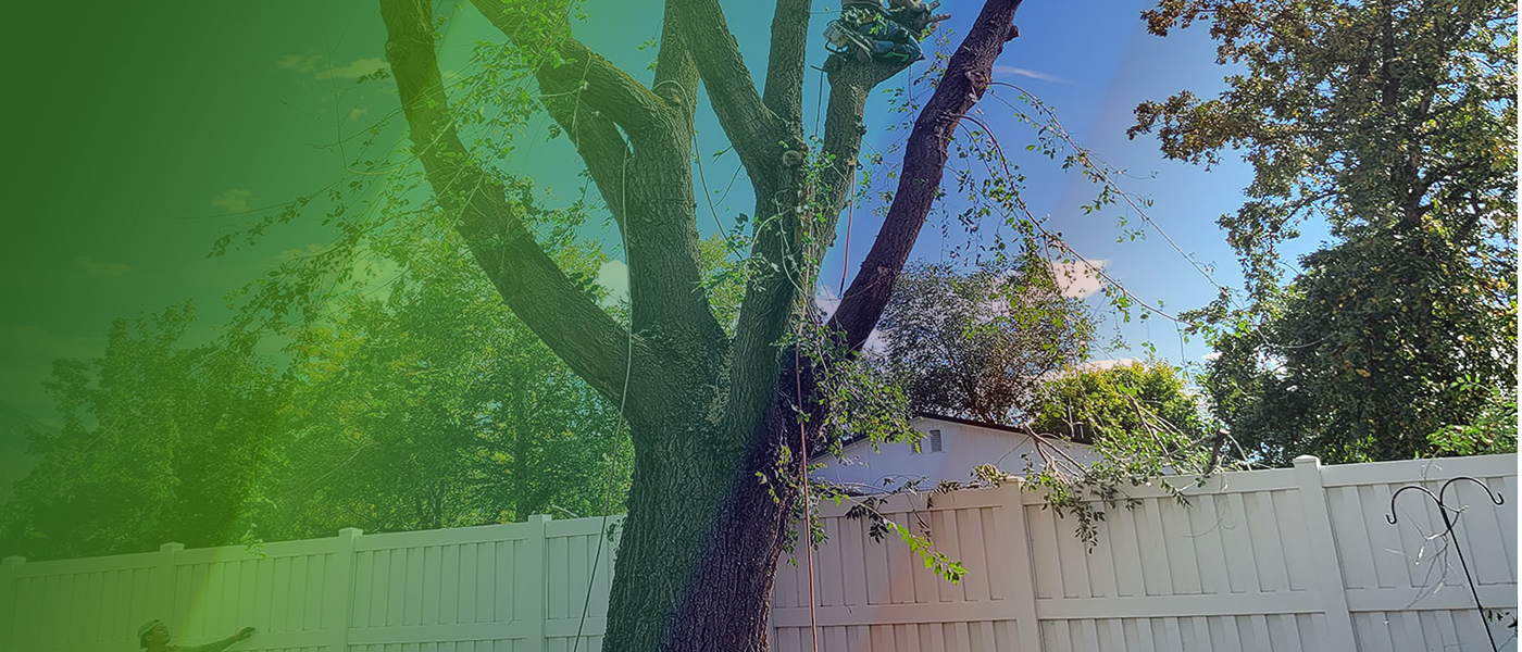 slide_test_1_final_trees